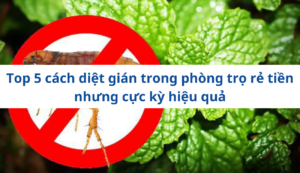 Top 5 cách diệt gián trong phòng trọ rẻ tiền nhưng cực kỳ hiệu quả