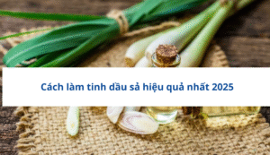 Cách làm tinh dầu sả hiệu quả nhất 2025